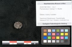 Foto (Objekt + Etikett) von Phymatocaryon mackayi F.V. Mueller (NHMW-GEO-2024-0188-10453)